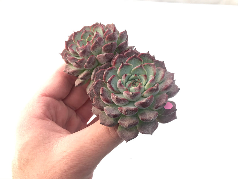 Echeveria 'Sarahime' 5" Large Succulent Plant