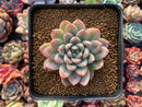 Echeveria 'Elsa' 2" Succulent Plant