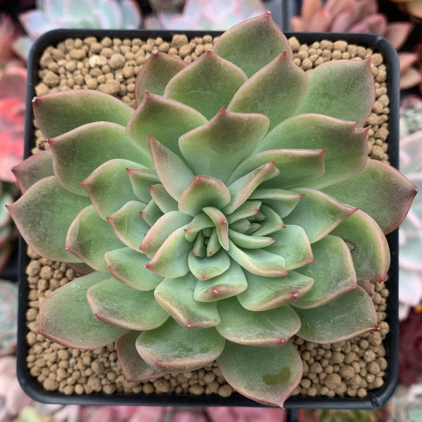 Echeveria Agavoides 'Painter' Crested 3"-4" Succulent Plant