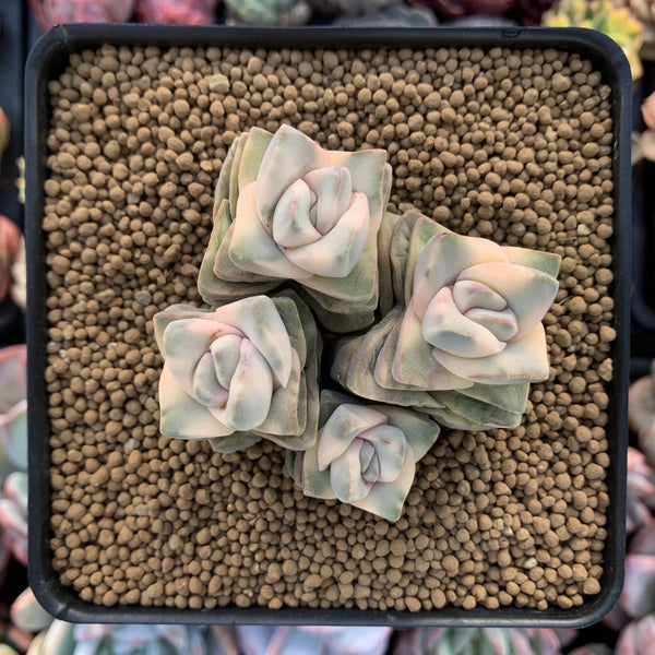 Crassula 'Moonglow' Variegated 4" Cluster Succulent Plant