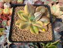 Graptoveria 'Fred Ives' Variegated 3" Succulent Plant