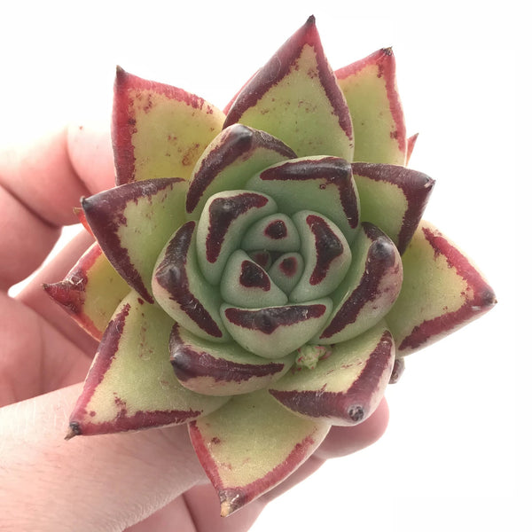 Echeveria Agavoides Ebony 3” Rare Succulent Plant