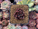 Echeveria Agavoides 'Johnny Walker' 1"-2" Succulent Plant