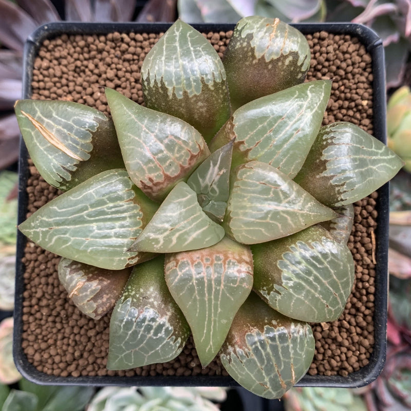 Haworthia Comptoniana 'Ryumun' 3"-4" Succulent Plant