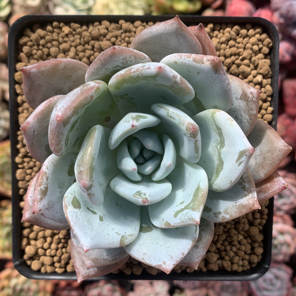 Echeveria 'Mexican Giant' 4" Powdery Succulent Plant