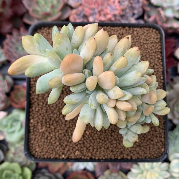 Cremeneria 'Expatriata' (Cremnophila linguifolia x Echeveria amoena ‘Microcalyx’) Crested Cluster 2"-3" Succulent Plant