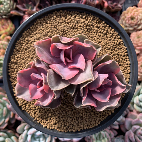 Echeveria 'Rainbow' Variegated Cluster 4" Succulent Plant