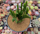 Euphorbia 'Leucodendron' Crested 5" Succulent Plant