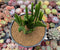 Euphorbia 'Leucodendron' Crested 5" Succulent Plant