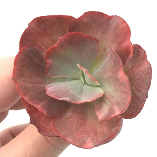 Echeveria 'Kattelra' Variegated 2" Rare Succulent Plant