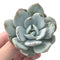 Echeveria 'Laui' 2" Powdery Succulent Plant