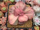 Echeveria 'Suyon Frill' Variegated 3" Succulent Plant