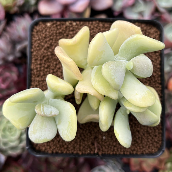 Sedum Allantoides 'Banana Beauty' 3" Cluster Succulent Plant