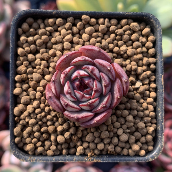 Echeveria 'Ailina' 1" Extremely Small Succulent Plant