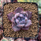 Echeveria 'Black Sabbath' 1" Succulent Plant