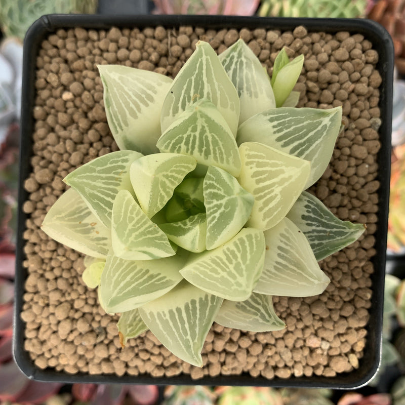 Haworthia 'Retusa' Variegated 3" Succulent Plant