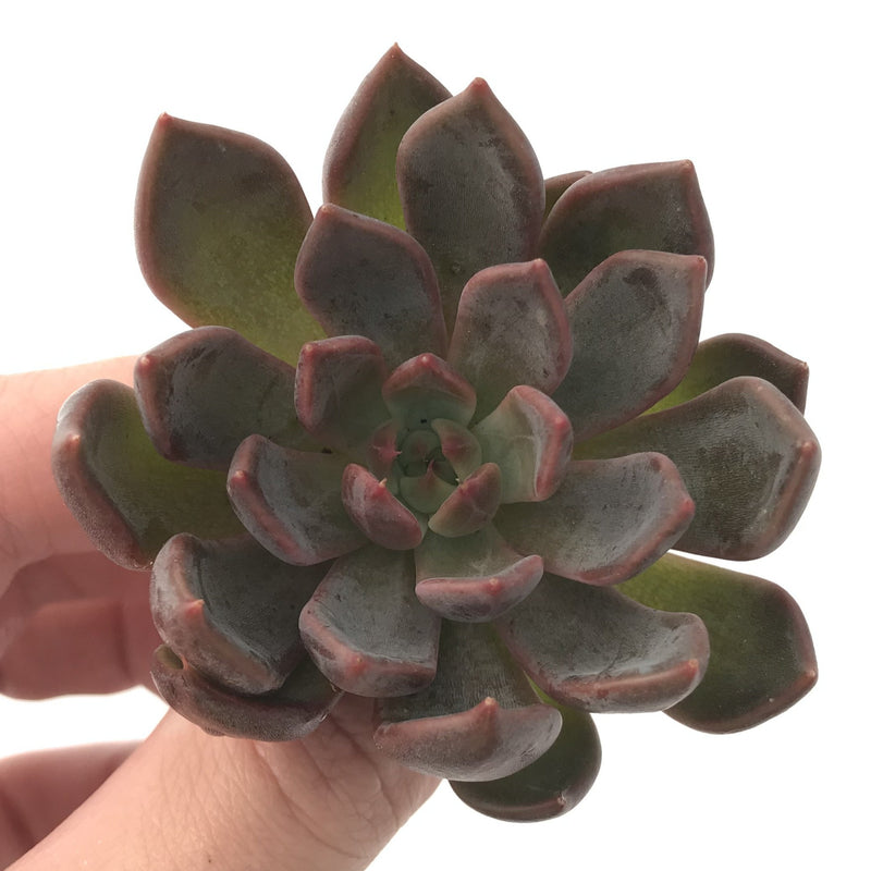 Echeveria Agavoides 'Magic Plot' 2" Rare Succulent Plant