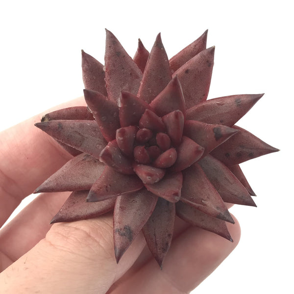 Echeveria Agavoides 'Sirus' 2" Succulent Plant