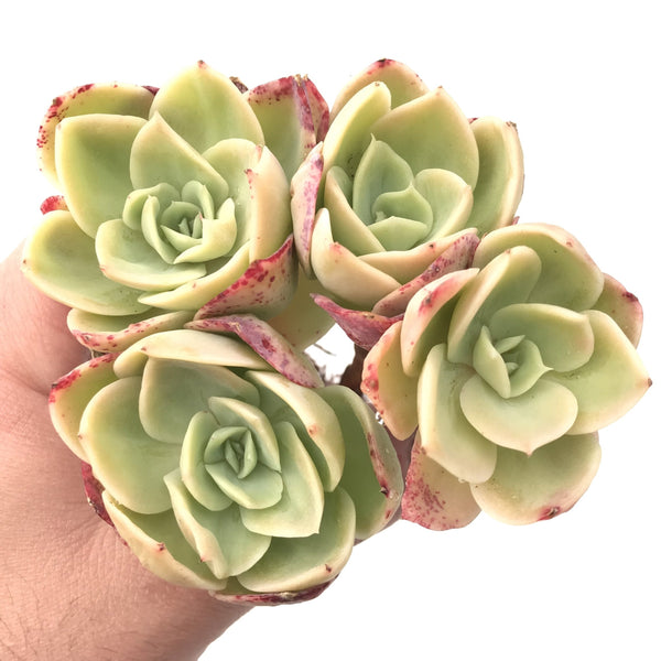 Echeveria 'Pastel' Cluster 6” Rare Succulent Plant