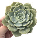 Echeveria 'Snow Shower' 5" Large Succulent Plant