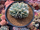 Echeveria 'Orange Monroe' Crested 4" Succulent Plant