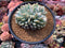 Echeveria 'Orange Monroe' Crested 4" Succulent Plant