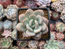 Echeveria 'Ice Cream' 3" Succulent Plant