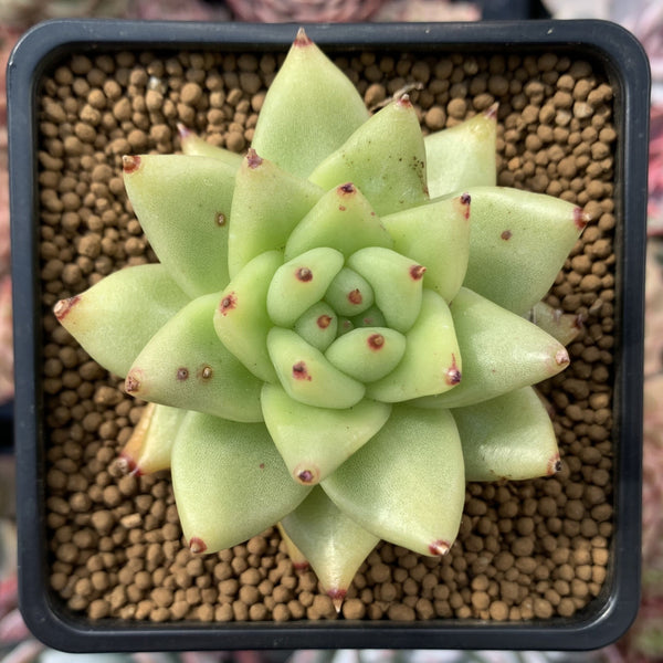 Echeveria Agavoides 'Maria' 3" Succulent Plant