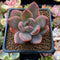 Echeveria sp. 2" Succulent Plant