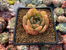 Echeveria Agavoides 'Timmo' 1" Succulent Plant