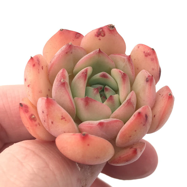 Echeveria 'Black Panther' 1"-2” Rare Succulent Plant