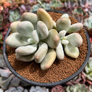 Pachyphytum 'Bracteosum' 4" Succulent Plant