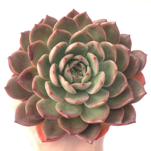 Echeveria Agavoides 'Glam Pink' 7" Extra Large Specimen Succulent Plant