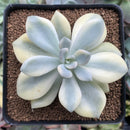 Pachyveria sp. Variegated 3"-4"  Succulent Plant