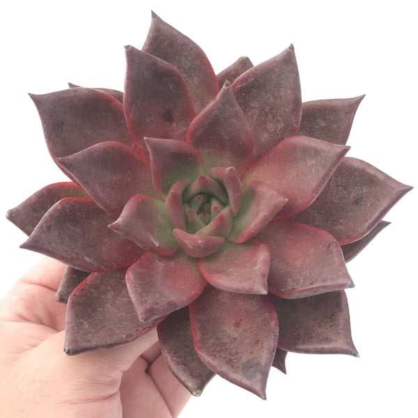 Echeveria Agavoides 'Red Ebony' 5" Extra Large Succulent Plant