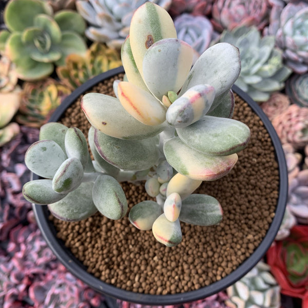 Cotyledon 'Orbiculata' Variegated 5" Large Very Rare Succulent Plant