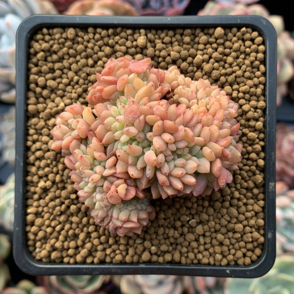 Echeveria sp. Crested Cluster 3" Succulent Plant