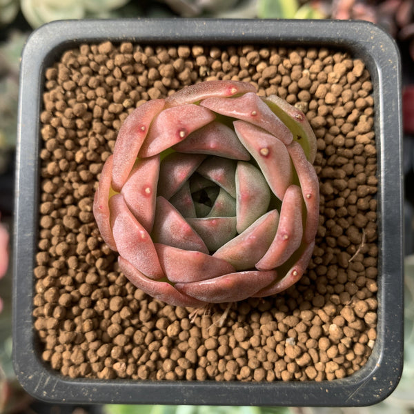 Echeveria sp. 1” Succulent Plant