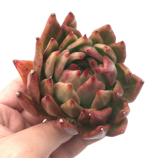 Echeveria Agavoides ‘Helia' 4” Rare Succulent Plant