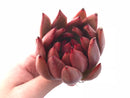 Echeveria Agavoides Red Maria 3” Rare Succulent Plant