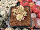 Sedum 'Joyce Tulloch' Variegated 1" Succulent Plant