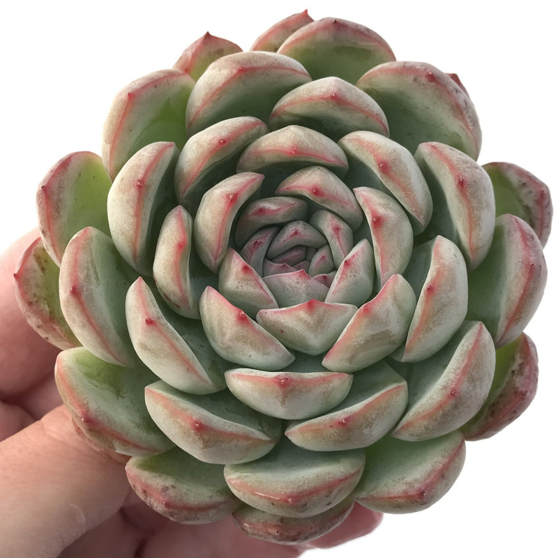 Echeveria 'Yusuke' 4" Succulent Plant