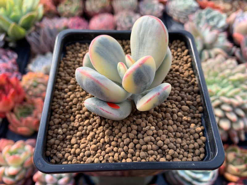 Cotyledon 'Orbiculata' 2" Variegated Succulent Plant