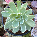 Echeveria 'Lemon Lime' Variegated 3" Succulent Plant