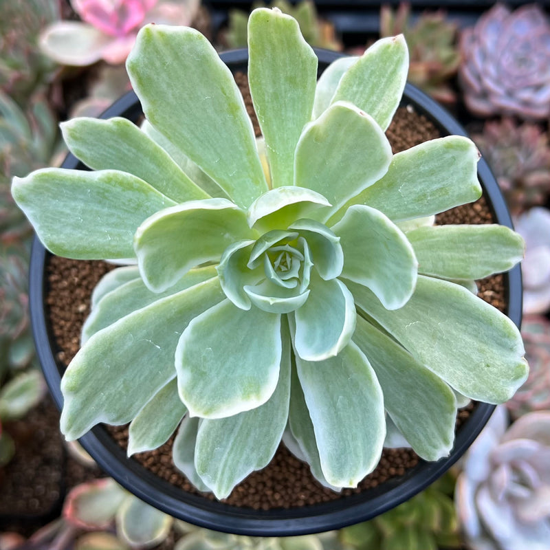 Echeveria 'Lemon Lime' Variegated 3" Succulent Plant