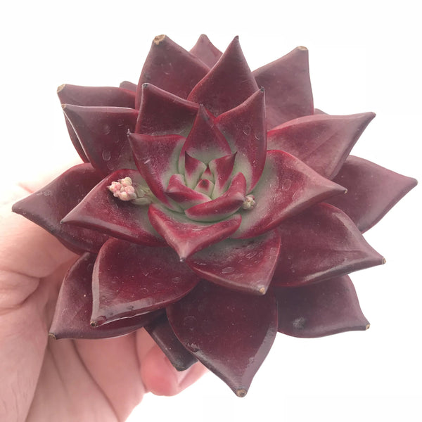 Echeveria Agavoides Red Ebony 3”-4” Rare Succulent Plant