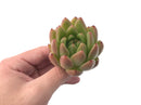 Echeveria Agavoides 'Pink Maria' Hybrid 4" Succulent Plant