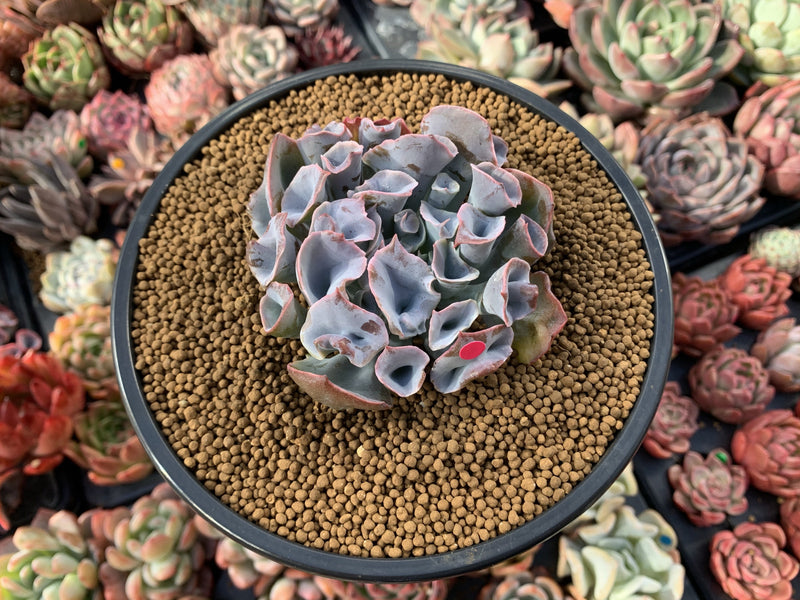 Echeveria 'Trumpet Pinky' 4" Succulent Plant