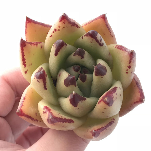 Echeveria Agavoides Royal Special Clone 3” Rare Succulent Plant