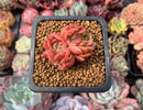 Echeveria Agavoides 'Discovery' Crested 1" Succulent Plant